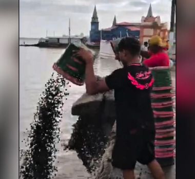 Imagem - Liderança do açaí no Pará expõe motivo do preço alto do fruto em Belém; entenda