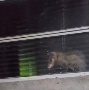 Imagem - Mucura 'seca' Remo em jogo contra o Internacional