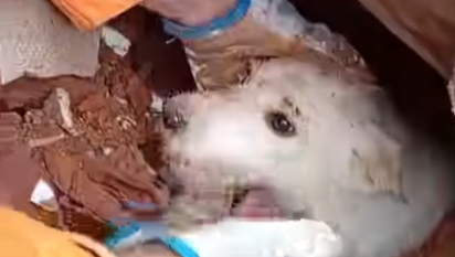 Animal foi encontrado por bombeiros durante operação em área atingida por deslizamentos e enchentes