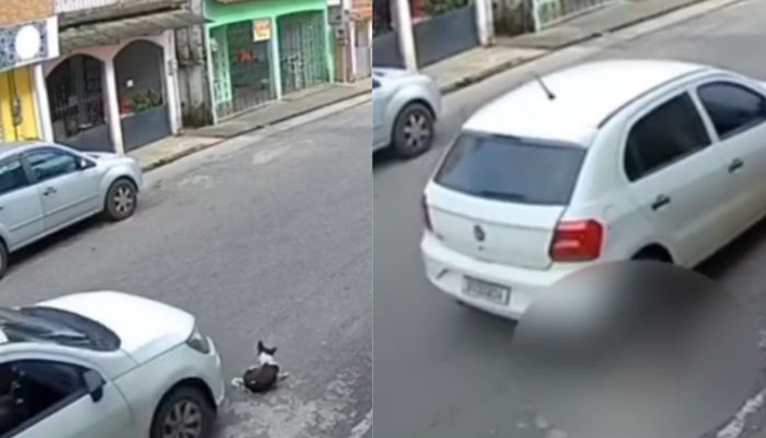 Motorista atropela e mata cachorro em Icoaraci e foge sem prestar socorro