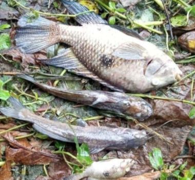 Imagem - Excesso de cloro no Rio Maresias mata peixes e gera multa de R$ 100 mil à Sabesp