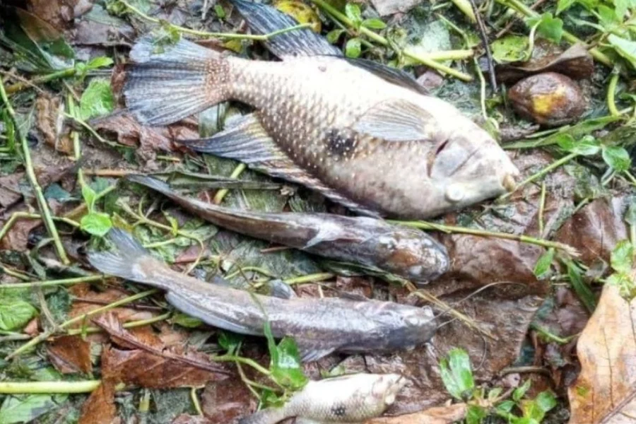 Excesso de cloro no Rio Maresias mata peixes e gera multa de R$ 100 mil à Sabesp