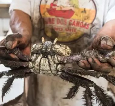Imagem - Defeso do caranguejo-uçá começa no Pará e proíbe captura até 8 de março