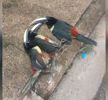 Imagem - Pássaros morrem após contato com fiação elétrica no bairro Curió-Utinga