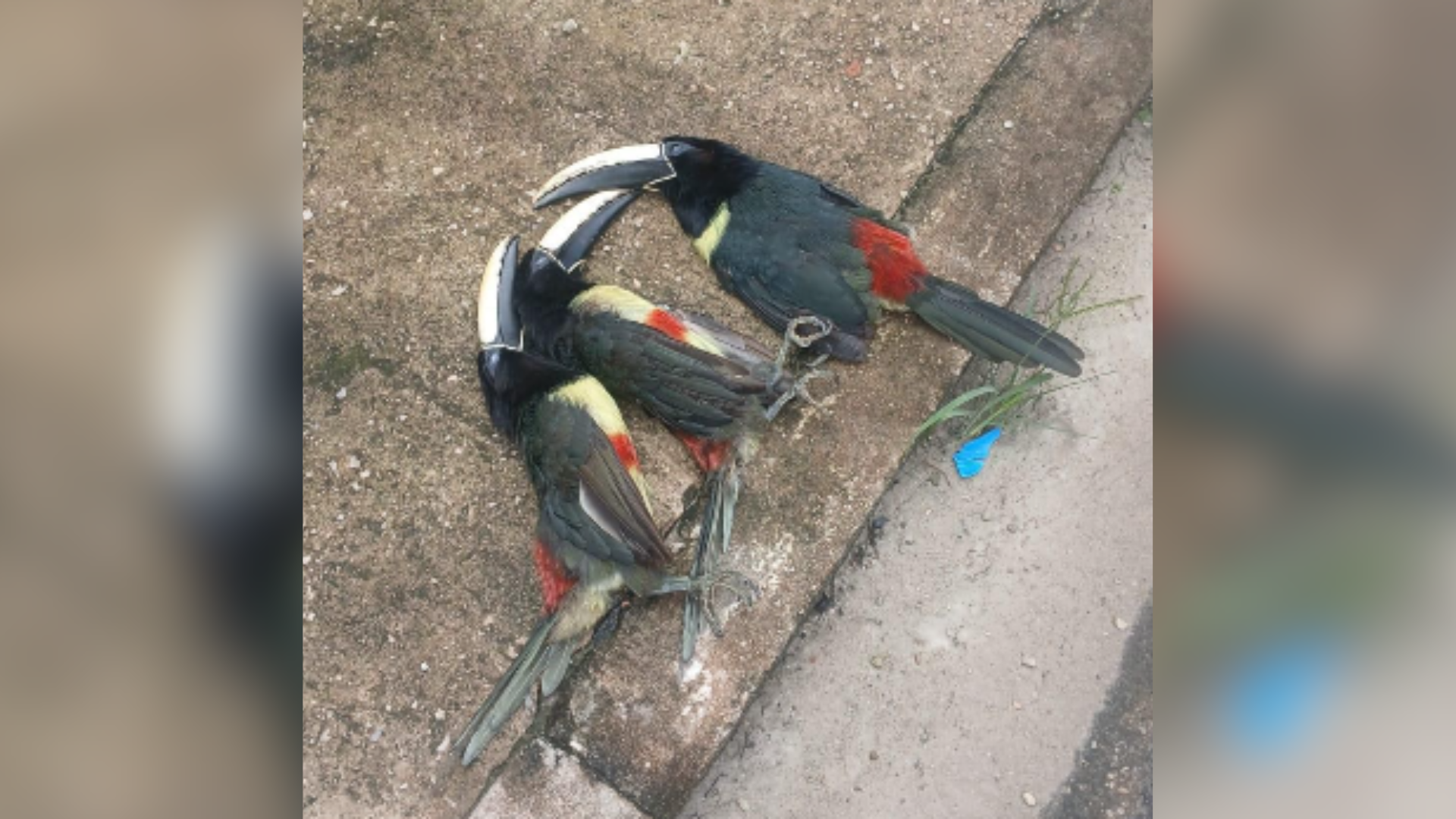 Moradores cobram providências para evitar novos acidentes e reforçar a segurança da rede elétrica