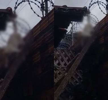 Imagem - Gato fica preso em cerca elétrica e é resgatado por moradores em Belém