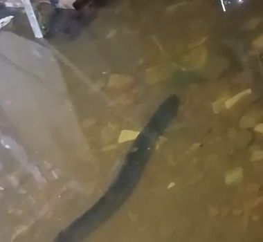 Imagem - Durante chuva em Belém, peixe poraquê surge em canal no bairro do Tapanã