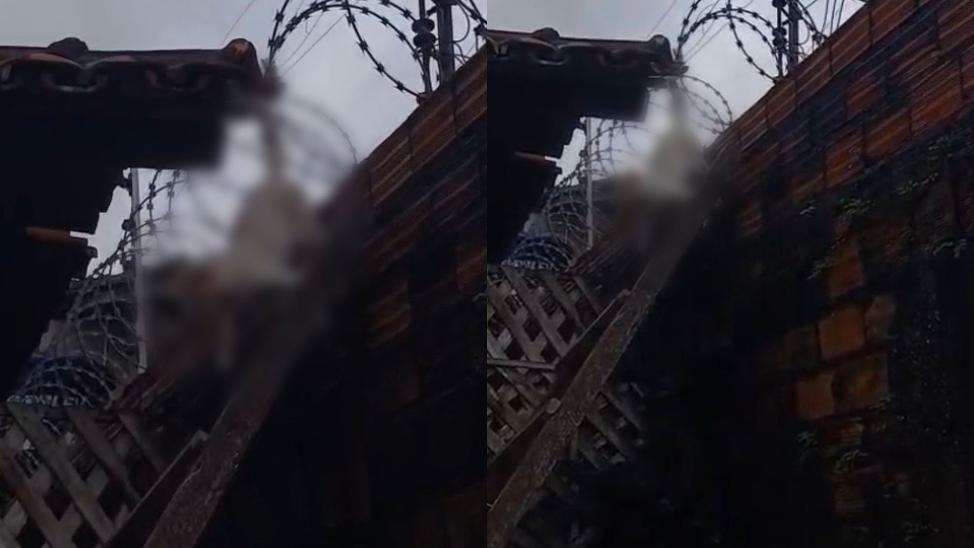 Gato fica preso em cerca elétrica e é resgatado por moradores em Belém