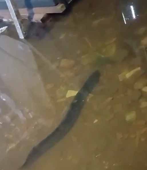 (O peixe elétrico surgiu após a forte chuva, que atingiu Belém, nesta quinta-feira) 