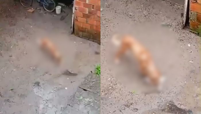 Pele e osso: moradores denunciam maus-tratos contra cachorro no Castanheira