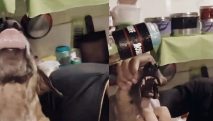 Adolescentes são filmados forçando cachorro a beber álcool em Capanema, no Pará