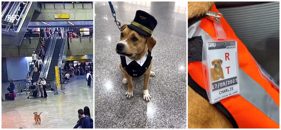Caramelo é adotada por funcionários e vira mascote do Aeroporto de Guarulhos