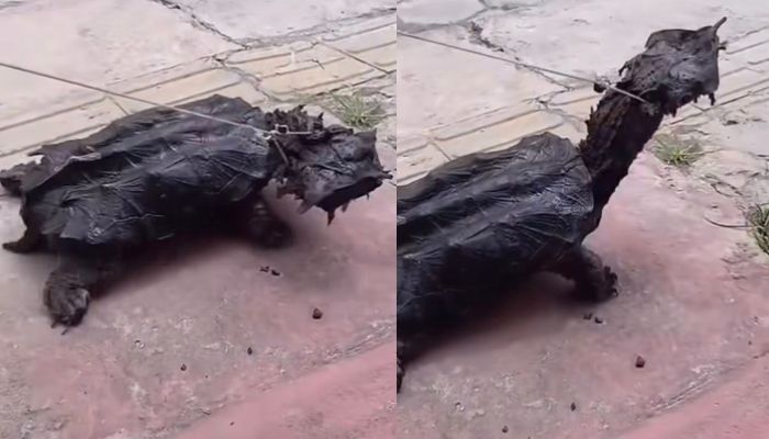 Tartaruga mata-mata é encontrada em via pública no município de Breves