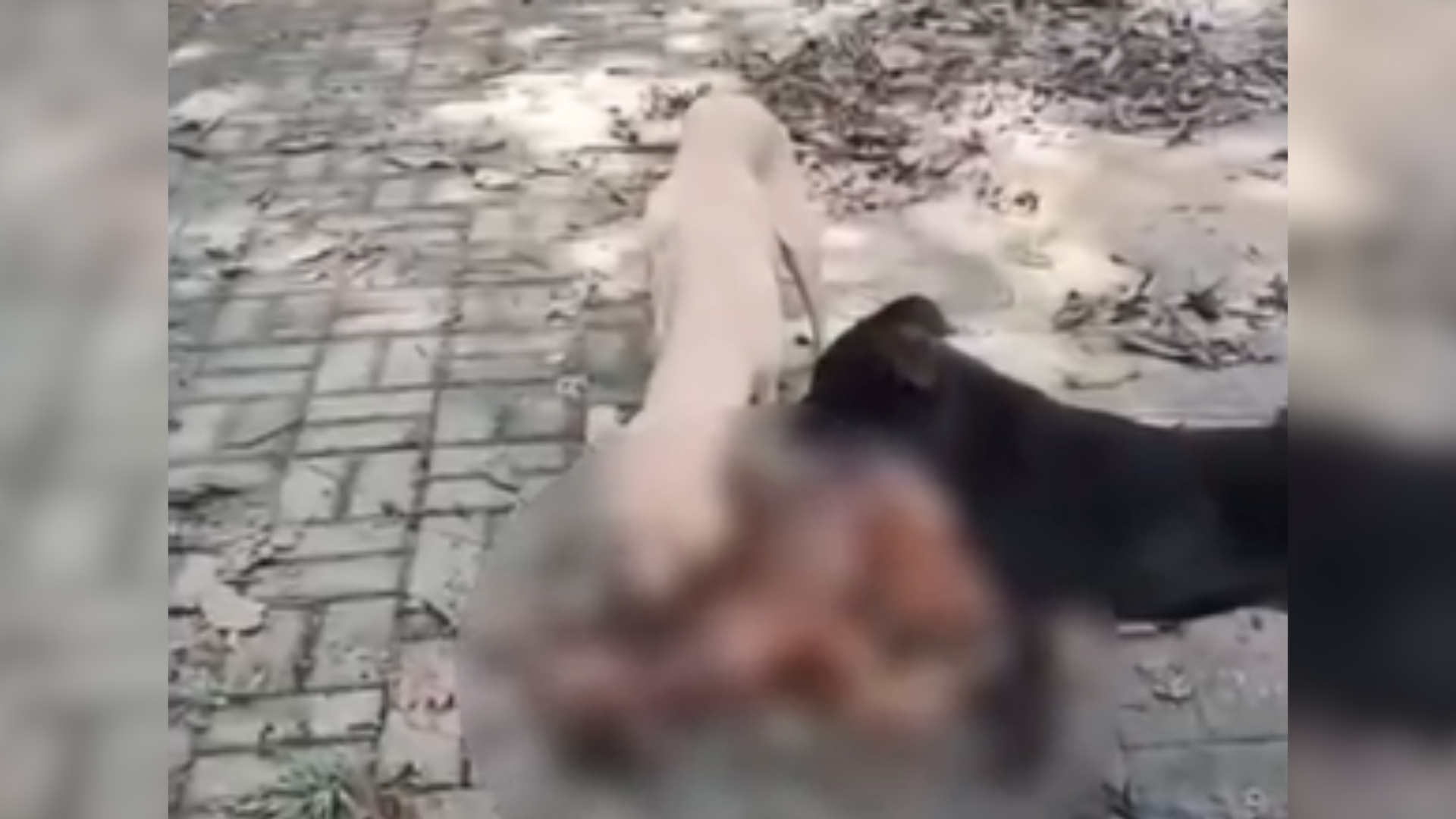 Homem relata falta de água e afirma que animais estariam passando fome no local