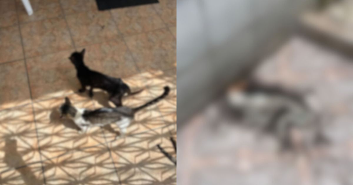 Homem é preso após deixar mais de 20 gatos trancados e sem comida em casa na Duque de Caxias. —