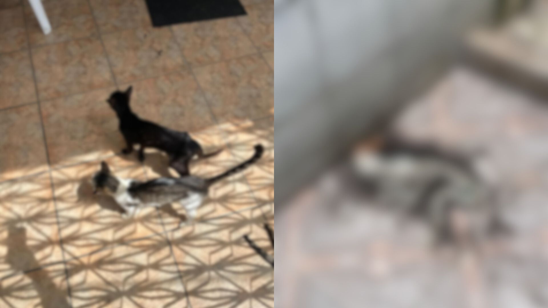 Homem é preso após deixar mais de 20 gatos trancados e sem comida em casa na Duque de Caxias.