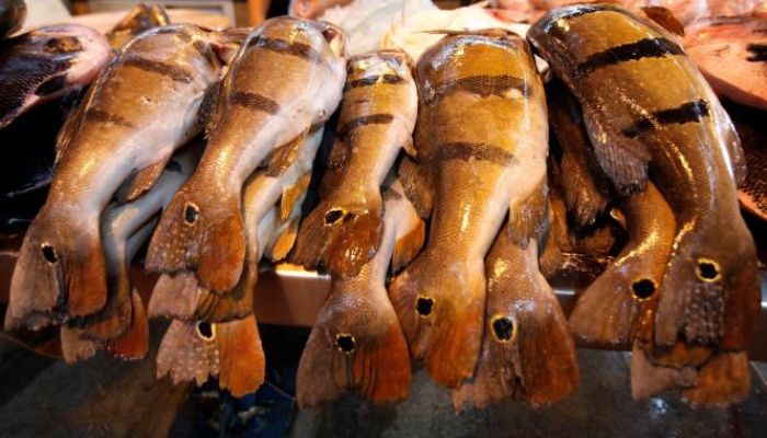 Pescado fica mais caro em Belém e Prefeitura promete reforço na fiscalização dos preços