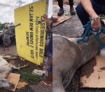 Imagem - Cavalo que caiu em bueiro em Ananindeua é resgatado