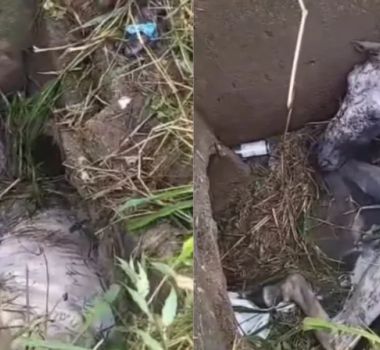 Imagem - Cavalo cai em bueiro aberto e mobiliza moradores em Ananindeua