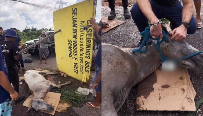 (Cavalo que caiu em bueiro em Ananindeua é resgatado)