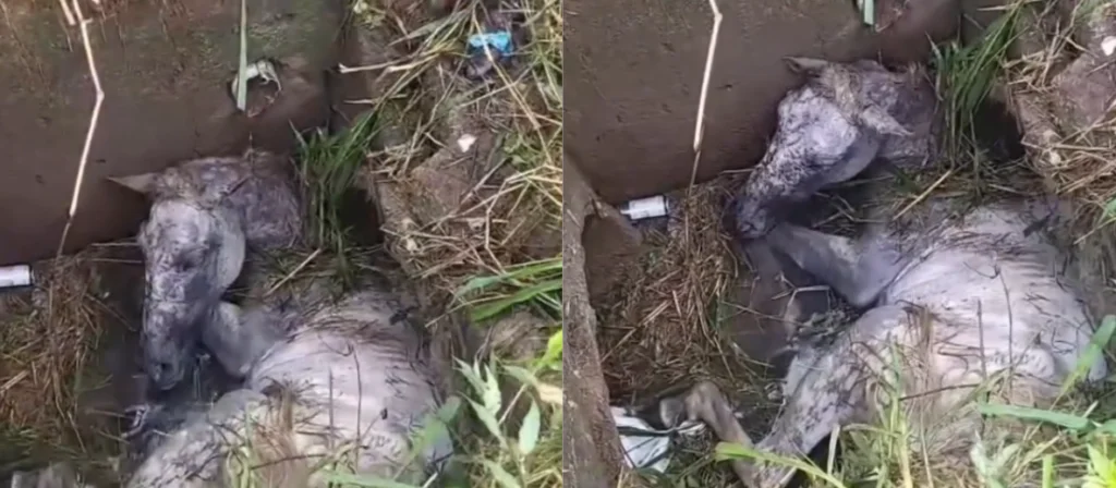 (O animal caiu no bueiro sem tampa em Ananindeua)