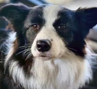 Imagem - Cadela é resgatada após ficar três dias presa dentro de carro em Copacabana