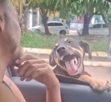 Imagem - Família de motorista nega abandono de cachorro em Belém e diz que animal entrou no carro sozinho