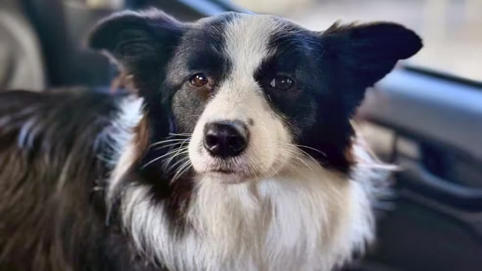 Imagem - Cadela é resgatada após ficar três dias presa dentro de carro em Copacabana