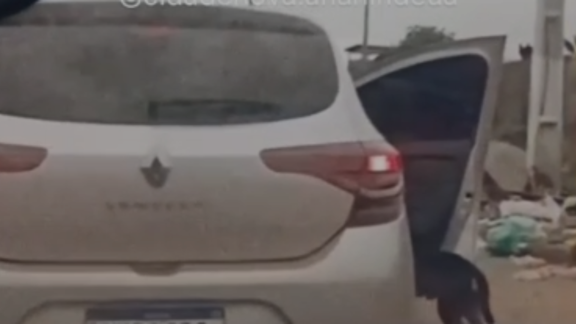 Imagem - Vídeo: cachorro é abandonado na avenida Bernardo Sayão e corre atrás de carro em Belém