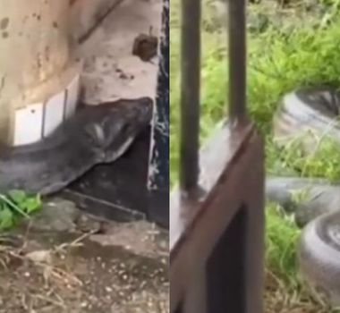 Imagem - Sucuri de grande porte aparece em frente a casa e assusta moradores em Barcarena