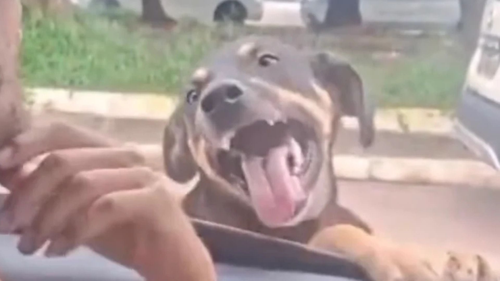 (Família de motorista nega abandono de cachorro em Belém e diz que animal entrou no carro sozinho)