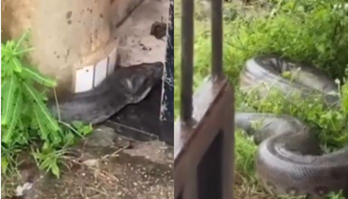 Sucuri de grande porte aparece em frente a casa e assusta moradores em Barcarena