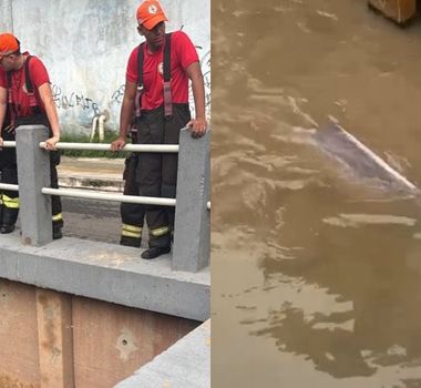Imagem - Boto é resgatado após encalhar em canal no bairro do Marco, em Belém