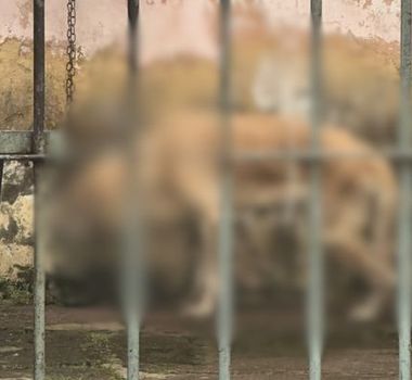 Imagem - Moradores denunciam possível caso de maus-tratos a cachorro no bairro do Tapanã, em Belém