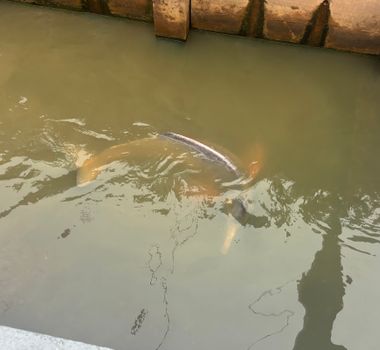 Imagem - Vídeo: Boto surpreende moradores ao aparecer em canal no bairro do Marco na manhã desta terça