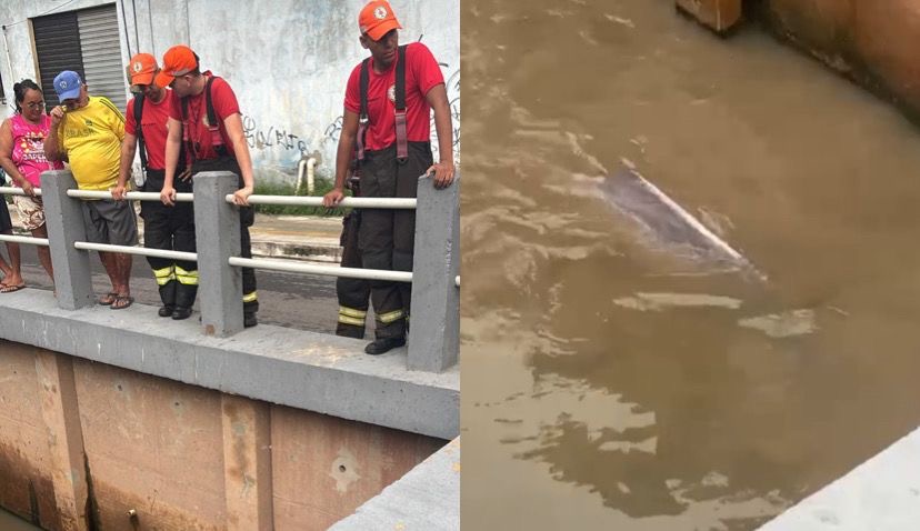 A retirada exigiu cuidado para evitar ferimentos no mamífero

