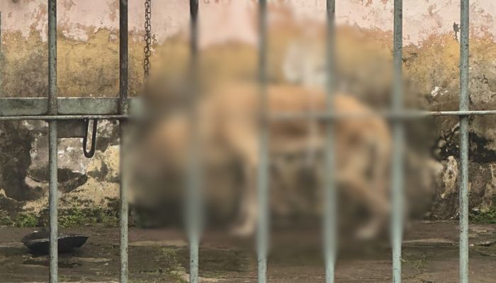Moradores denunciam possível caso de maus-tratos a cachorro no bairro do Tapanã, em Belém