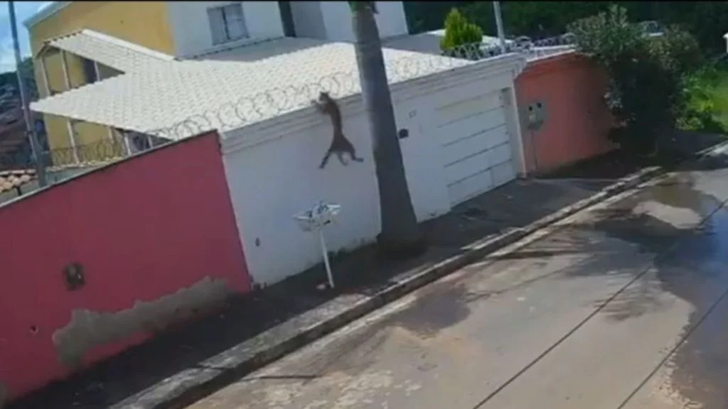 Imagem - Onça é flagrada pela terceira vez invadindo casas e escalando árvores em Esmeraldas, Minas Gerais
