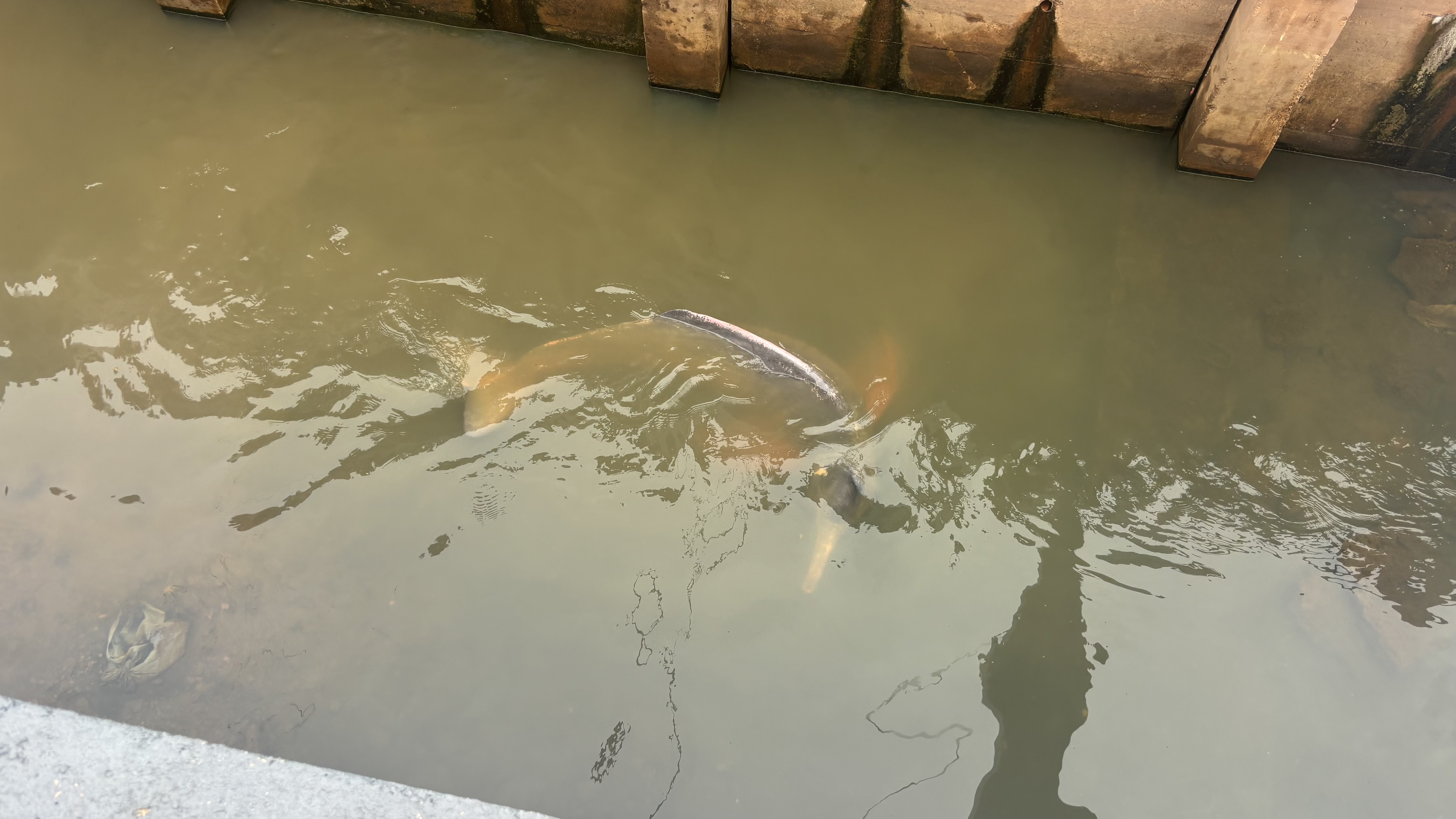 Vídeo: Boto surpreende moradores ao aparecer em canal no bairro do Marco na manhã desta terça