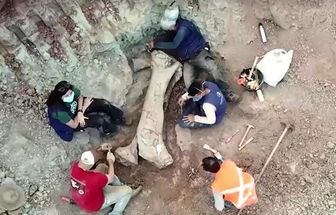 Pesquisadores descobrem nova espécie de dinossauro maior que o T. rex