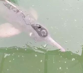 Imagem - Boto-cor-de-rosa resgatado em canal de Belém apresenta melhora e já se alimenta