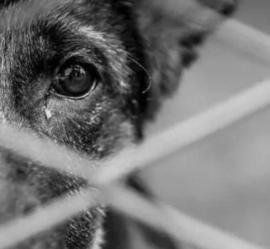 Imagem - MPPA pede prisão de homem supeito de estuprar cadelas em Castanhal