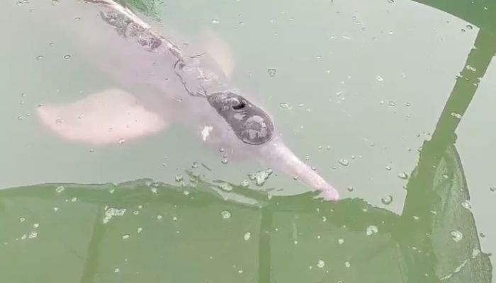 Boto-cor-de-rosa resgatado em canal de Belém apresenta melhora e já se alimenta