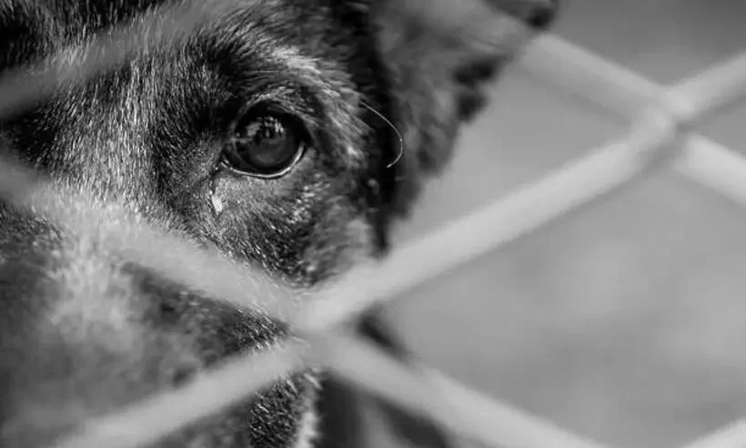 Imagem - MPPA pede prisão de homem suspeito de estuprar cadelas em Castanhal