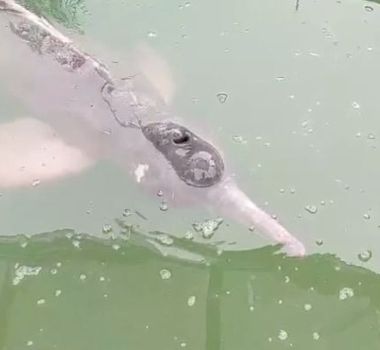 Imagem - Morre boto cor-de-rosa resgatado em canal no bairro do Marco, em Belém