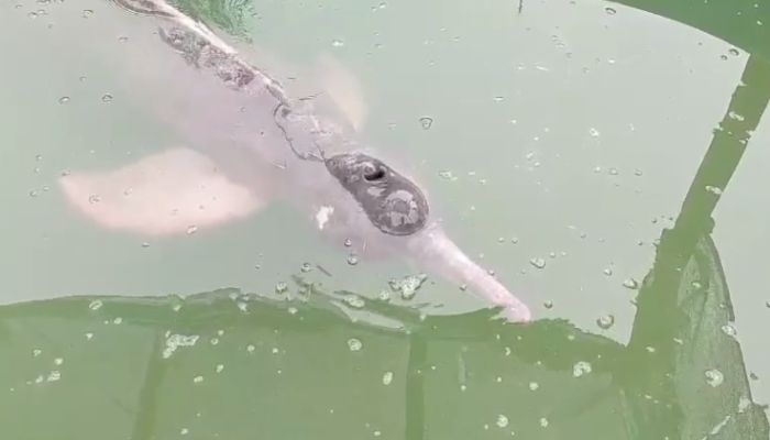 Morre boto cor-de-rosa resgatado em canal no bairro do Marco, em Belém