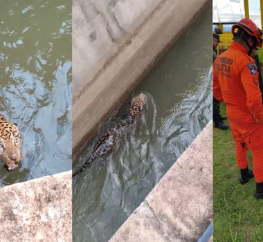Imagem - Onça-pintada é resgatada após ficar presa em canal de usina em Mato Grosso