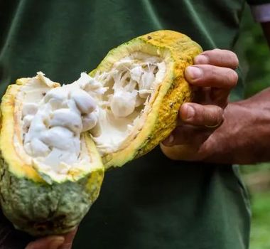 Imagem - Pará cria sistema para rastrear produção de cacau