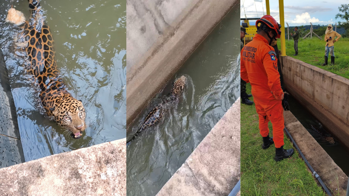 (As imagens mostram o animal dentro da estrutura do canal, visivelmente acuado, enquanto equipes especializadas se mobilizam para realizar o resgate com segurança.)