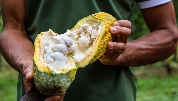 Pará cria sistema para rastrear produção de cacau
